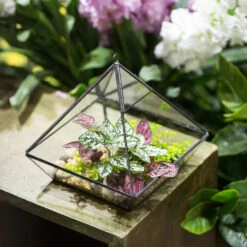 Handmade Black Vertebral Hanging Geometric Glass Terrarium For Succulent Fern Moss 20 Handmade Black Vertebral Hanging Geometric Glass Terrarium For Succulent Fern Moss -Ncyp Garden Sale Shop product image 679267979