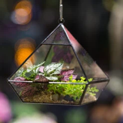 Handmade Black Vertebral Hanging Geometric Glass Terrarium For Succulent Fern Moss 17 Handmade Black Vertebral Hanging Geometric Glass Terrarium For Succulent Fern Moss -Ncyp Garden Sale Shop product image 715714504