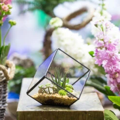 Handmade 10cm Inclined Cube Vase Glass Geometric Terrarium Tabletop Flowerpot For Garden Succulents 13 Handmade 10cm Inclined Cube Vase Glass Geometric Terrarium Tabletop Flowerpot For Garden Succulents -Ncyp Garden Sale Shop product image 739086380