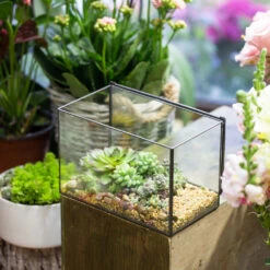Handmade Rectangle Glass Geometric Terrarium With Lid For Succulents Moss Fern 14 Handmade Rectangle Glass Geometric Terrarium With Lid For Succulents Moss Fern -Ncyp Garden Sale Shop product image 739086402