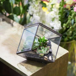 Handmade 10cm / 15cm Inclined Cube Glass Black Geometric Terrarium With Door For Succulent Moss -Ncyp Garden Sale Shop product image 825328347