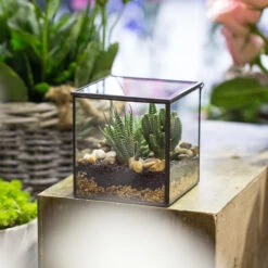 Handmade Square Glass Geometric Terrarium Box With Lid For Succulents Fern Moss -Ncyp Garden Sale Shop product image 840581446