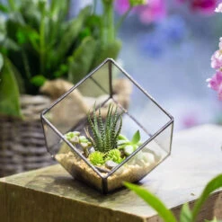 Handmade 10cm Inclined Cube Vase Glass Geometric Terrarium Tabletop Flowerpot For Garden Succulents 17 Handmade 10cm Inclined Cube Vase Glass Geometric Terrarium Tabletop Flowerpot For Garden Succulents -Ncyp Garden Sale Shop product image 840945348