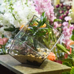 Handmade Cube Black Glass Geometric Terrarium Container For Moss Fen Succulents 20 Handmade Cube Black Glass Geometric Terrarium Container For Moss Fen Succulents -Ncyp Garden Sale Shop product image 857903357